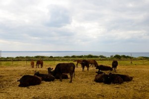 07-ranch-relaxing-cows